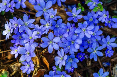 Cennetin mavi harikaları: Hepatit çiçekleri huzurlu bir ormanın benekli ışığı altında serpilmektedir.