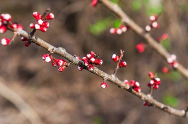 Bahar uyanışı. Yumuşak güneş ışığında ağaçların dalında açan canlı kırmızı kayısı tomurcukları.