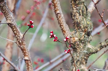 Çiçek beklentisi: Kırmızı çiçek tomurcukları ılık baharda çiçek açmaya hazırlanıyor