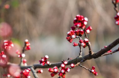 Botanik harikası: bulanık doğal arkaplanı olan dallarda kayısı tomurcukları