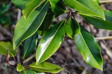 Bahçede hiç bitmeyen yeşil manolya yaprakları