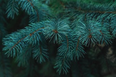 Kışın mavi ladin dalları