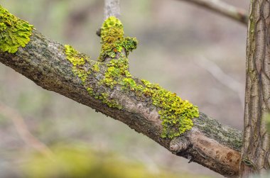 Bahçedeki bir ağaç dalında yeşil liken. Meyve ağaçlarındaki parazitler