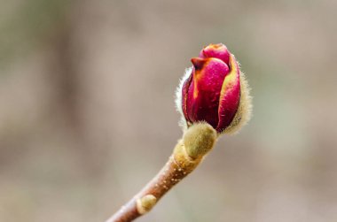 Magnolia Bud Bahar Bahçesinde Çiçek Açmaya Başlıyor