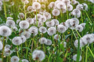Karahindiba tarlasının doğal bahar manzarası. Yeşil çimenlerin arasında tüylü karahindibalar. Sakin çiçek resmi.