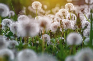 Doğadaki tüylü karahindibanın seçici odağı. Karahindiba tarlasının doğal bahar manzarası. Bulanık arkaplan