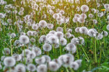 Çayır üzerinde tüylü karahindibalar. Baharda tarlada karahindiba. Seçici odaklanma. Doğal bahar arkaplanı