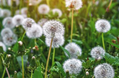 Çayır üzerinde tüylü karahindibalar. Baharda tarlada karahindiba. Seçici odaklanma. Doğal bahar arkaplanı