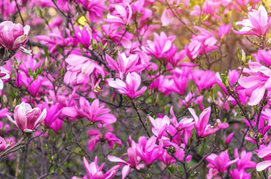 Değişik açılımları, tomurcukları ve çiçekleri olan pembe manolya çiçekleri çalıları. Bulanık doğa arkaplanı