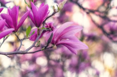 Bulanık doğal arka planda çiçek açan pembe manolya. Bahar görsel efektleri, tebrik kartı, ilham. Boşluğu kopyala