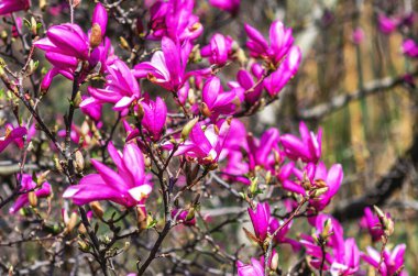 Değişik açılımları, tomurcukları ve çiçekleri olan pembe manolya çiçekleri çalıları. Bulanık doğa arkaplanı.