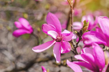 Pembe manolya çiçeklerinin değişik açılımları, kabarık tomurcuklar ve tomurcuklar görünür. Bulanık arkaplan