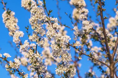 Mavi gökyüzüne karşı bulanık arka planda beyaz kiraz çiçeğinin seçici odak noktası. İlham