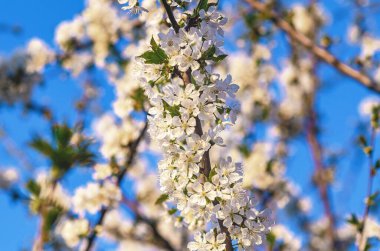 Mavi gökyüzüne karşı açmakta olan kiraz ağacının bulanık arka planına karşı dalda beyaz kiraz çiçekleri.