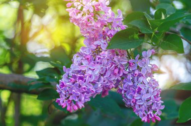 Dallarda mor bahar leylak çiçekleri. Bulanık lekeli leylağın yakın çekimi. Leylak çalılarının arasından gün ışığı