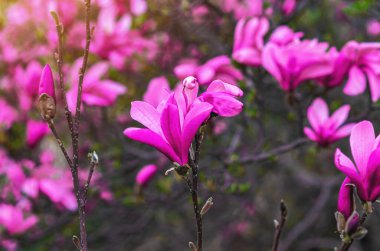 Pembe manolya çiçeklerinin değişik açılımları, kabarık tomurcuklar ve tomurcuklar görünür. Bulanık arkaplan