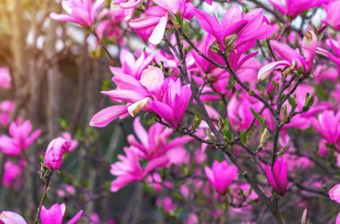 Farklı derecelerde açılan pembe manolya çiçeklerinin seçici odak noktası tomurcuklar ve çiçekler. Doğal bahar içeriği, ruh hali