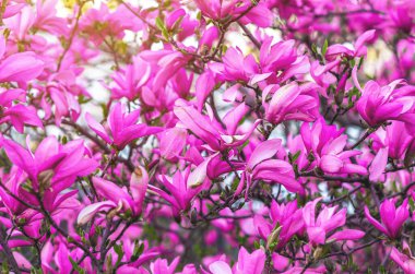Pembe manolya çiçeklerinden oluşan bir çalılık. Değişik açılışları, tomurcukları ve çiçekleri var. Doğal bahar içeriği, ruh hali