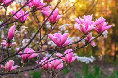 Bulanık odaklı pembe manolya dalı güneş ışığı altında yumuşak yeşil arka plan üzerine. Bahar tebrik kartı.