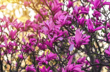 Bulanık odaklı pembe manolya çalısı manzarası güneş ışığı altında yumuşak yeşil arka plan