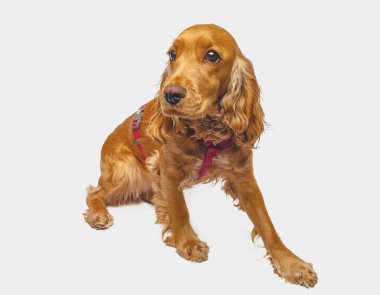 Altın Cocker Spaniel beyaz arka planda tek başına oturuyor. Stüdyoda poz veren yakalı şirin bir köpek.