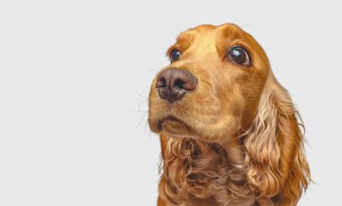 Beyaz arka planda izole edilmiş İngiliz Cocker Spaniel 'in başı. Uzun altın kulaklar, kahverengi burun, büyük gözler. Boşluğu kopyala