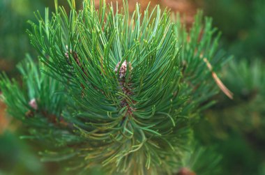 Taze yeşil çam dallarına yakın çekim. Baharın başında parkta çam tomurcukları. Seçici odak