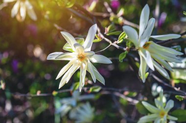 Beyaz manolya çiçeğinin ön görüntüsü bulanık bahçe arka planına karşı tamamen çiçek açmış. Seçici odaklanma. Güneş ışığı
