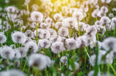 Bulanık arka planda tüylü, kuru karahindibaların seçici odağı. Karahindiba tarlası, güneş ışığı. Hafif yay ekran koruyucu