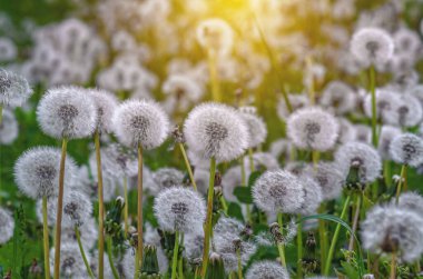 Bulanık yeşil çimenlerin üzerinde yumuşak, kuru karahindibalar. Karahindibalı güneşli bir resim. Baharda kurak çiçek tarlaları