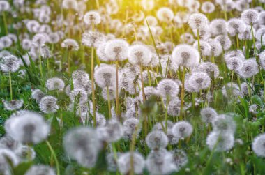 Kuru karahindibalı çayır. Baharda kuru çiçek tarlası. Yeşil çimenlerin üzerinde yumuşacık, kuru karahindibalar.