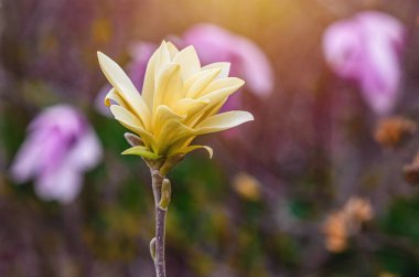 Bulanık arka planda tamamen açan sarı çiçek. Geniş sarı manolya çiçekleri tamamen çiçek açmış.