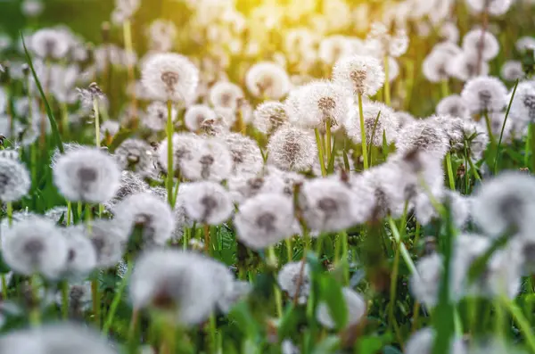 Bulanık arka planda tüylü, kuru karahindibaların seçici odağı. Karahindiba tarlası, güneş ışığı. Hafif yay ekran koruyucu