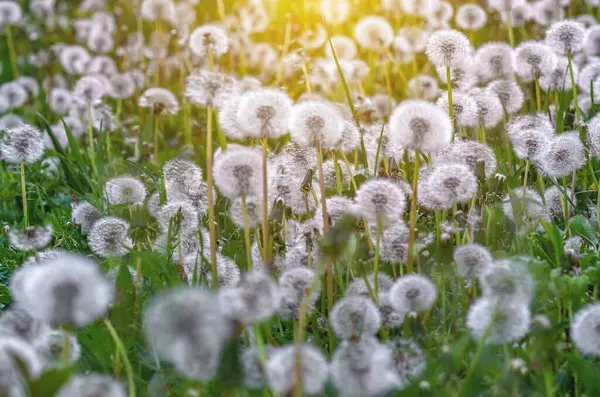 Kuru karahindibalı çayır. Baharda kuru çiçek tarlası. Yeşil çimenlerin üzerinde yumuşacık, kuru karahindibalar.