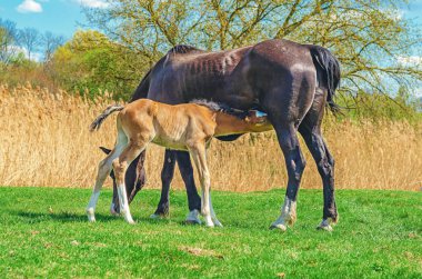 Tarlada yeni doğan kahverengi tay, kısrak sütü emer. Siyah kısrak tayı sütle besliyor. Yan görüş. Hayvan besleme ve koruma