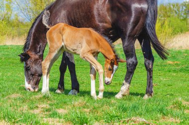 Bahar otlağında kahverengi tay ve siyah kısrak. Mare yeşil çimlerde otluyor. At yetiştiriciliği. Atları severim.