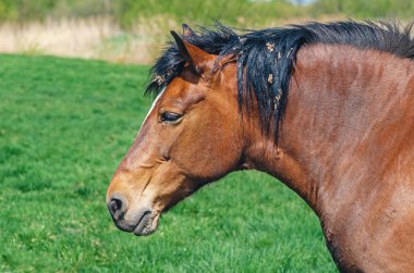 Yeşil çayır arka planında at kafası. Kahverengi atın yelesinde kurumuş devedikeni. Yan görüş. Veterinerlik kavramı
