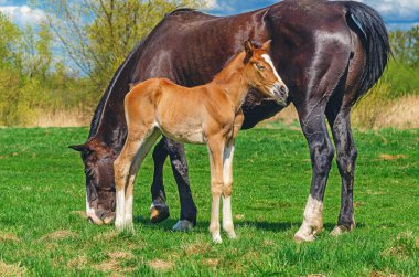 Yeni doğan tay ve kısrak. Bebek otlakta annesiyle sarılıyor. Kırsal alan. Çiftlik hayvanları yetiştirme kavramı