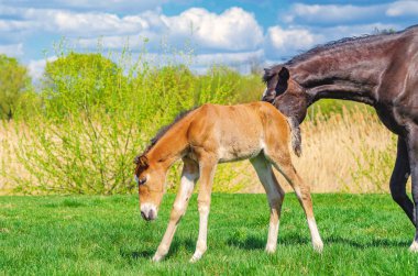 Yeni doğan tay ve kısrak. Baharda iki at çayırda yürüyor, otları yiyor. Çiftlik hayvanları yetiştirme kavramı.