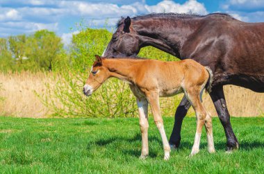 Baharda iki at çayırda otları yiyerek yürür. Yeni doğmuş tay ve anne kısrak. Çiftlik hayvanları yetiştirme kavramı