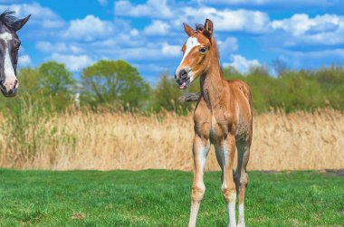 Baharda çayırda küçük bir tay kameraya bakar. Mare 'nin kafası yan tarafta. Doğanın bulanık arkaplanı ve mavi bulutlu gökyüzü