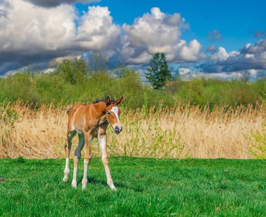 Baharda çayırda kahverengi taylar. Ağaçların ve doğanın bulanık arkaplanı ve mavi bulutlu gökyüzü. Ön görünüm