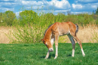 Baharda çayırda kahverengi taylar. Ağaçların ve doğanın bulanık arkaplanı uzaklık ve mavi gökyüzü. Yan görünüm