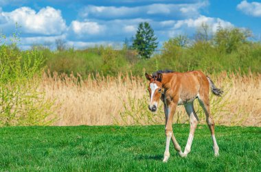 Baharda çayırda kahverengi taylar. Ağaçların ve doğanın bulanık arkaplanı uzaklık ve mavi gökyüzü. Yan görünüm