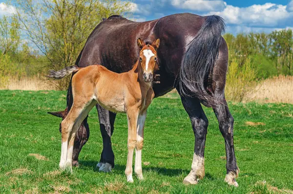 Bulutlu bir günde yeşil çayır üzerinde anne kısrağının yanında duran yeni doğmuş bir tay portresi. Kameraya bakıyorum.
