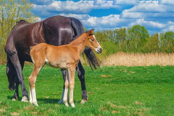 Bulutlu bir günde yeşil çayır üzerinde anne kısrağının yanında duran yeni doğmuş bir tay portresi. At yetiştiriciliği.