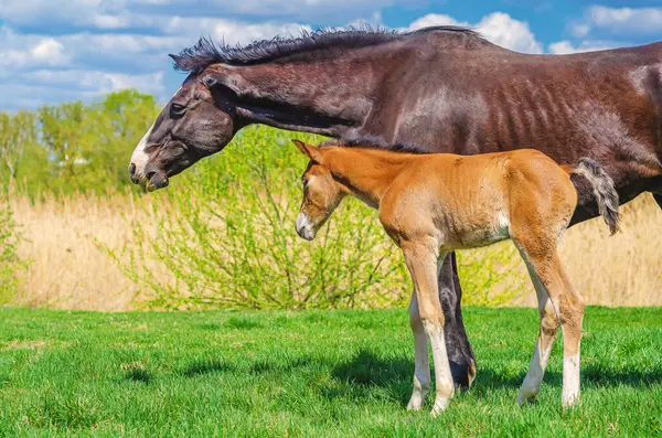 Yeni doğan tay ve kısrak. Bebek otlakta annesiyle sarılıyor. Kırsal alan. Çiftlik hayvanları yetiştirme kavramı