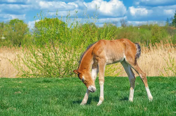 Baharda çayırda kahverengi taylar. Ağaçların ve doğanın bulanık arkaplanı uzaklık ve mavi gökyüzü. Yan görünüm