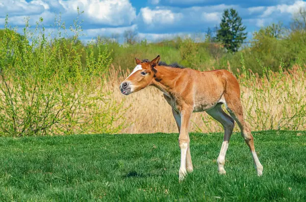 Yeni doğmuş küçük bir tay bulutlu doğal manzaraya karşı yeşil çimenli çayırlarda yürür. Yan görünüm
