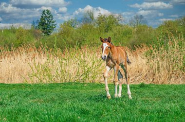 Yeni doğmuş küçük bir tay bulutlu doğal manzaraya karşı yeşil çimenli çayırlarda yürür. Kameraya bakıyorum.